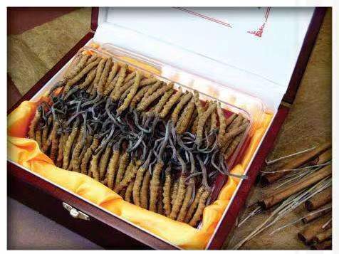 瓮安冬虫夏草回收